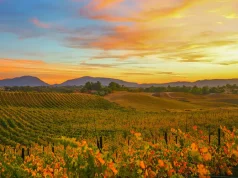 Temecula Valley Celebrates California Wine Month With Harvest Experiences and a New Art Trail Autumn vineyards during California Wine Month in Temecula Valley