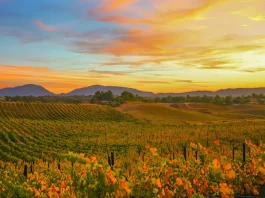 Autumn vineyards during California Wine Month in Temecula Valley