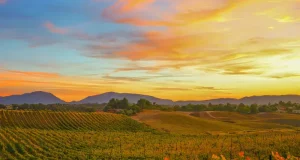 Temecula Valley Celebrates California Wine Month With Harvest Experiences and a New Art Trail Autumn vineyards during California Wine Month in Temecula Valley