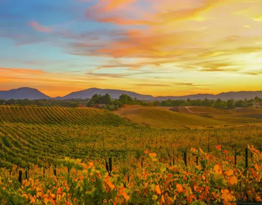 Temecula Valley Celebrates California Wine Month With Harvest Experiences and a New Art Trail Autumn vineyards during California Wine Month in Temecula Valley