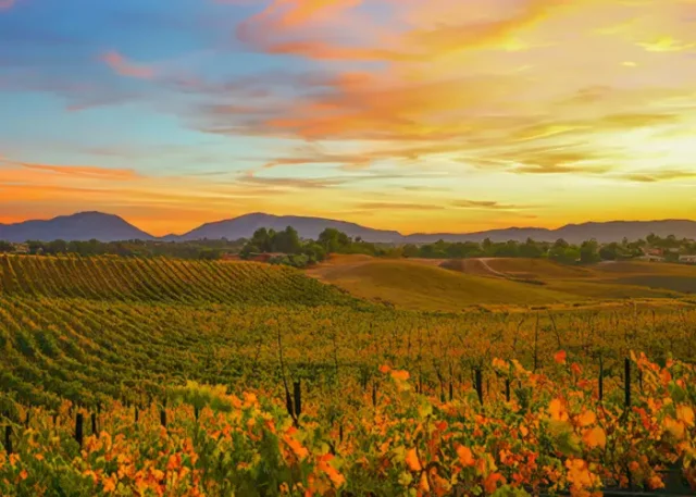 California Wine Month--upscale-2x copy Autumn vineyards during California Wine Month in Temecula Valley