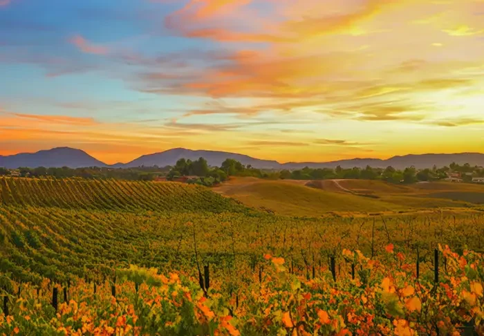 Autumn vineyards during California Wine Month in Temecula Valley