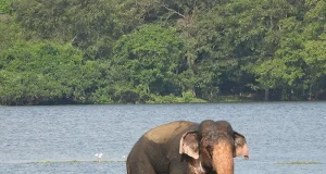 Uga Resorts Launches Second Phase of Community Elephant Coexistence Project in Sri Lanka