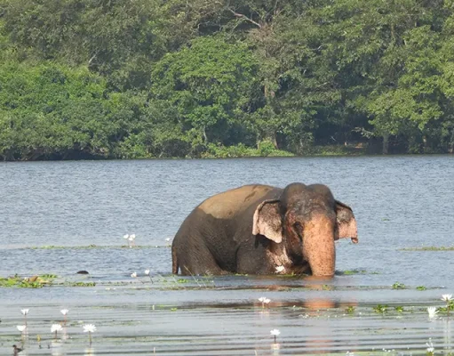 Uga Resorts Launches Second Phase of Community Elephant Coexistence Project in Sri Lanka