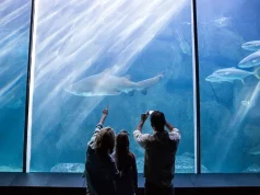 KL to Singapore Travel Guide: Best Coaches & S.E.A. Aquarium Ticket Hacks