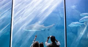 KL to Singapore Travel Guide: Best Coaches & S.E.A. Aquarium Ticket Hacks