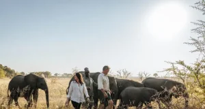 Atzaró Adds Elephant Conservation Experience to Botswana Safari Itinerary