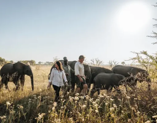 Atzaró Adds Elephant Conservation Experience to Botswana Safari Itinerary