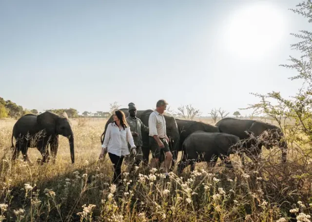 Helicopter Horizons - Elephant Havens - 3 copy