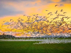 Why Skagit Valley Belongs on Every Birder’s Map