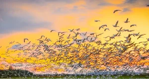 Why Skagit Valley Belongs on Every Birder’s Map