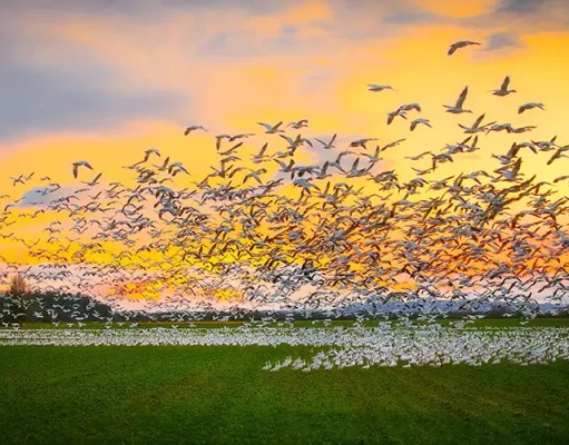 Why Skagit Valley Belongs on Every Birder’s Map
