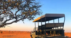 What Makes A Wildlife Adventure Truly Unforgettable?