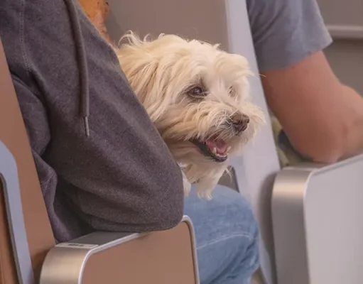 How to Get a Valid Psychiatric Service Dog Letter Online for Travel in 2026