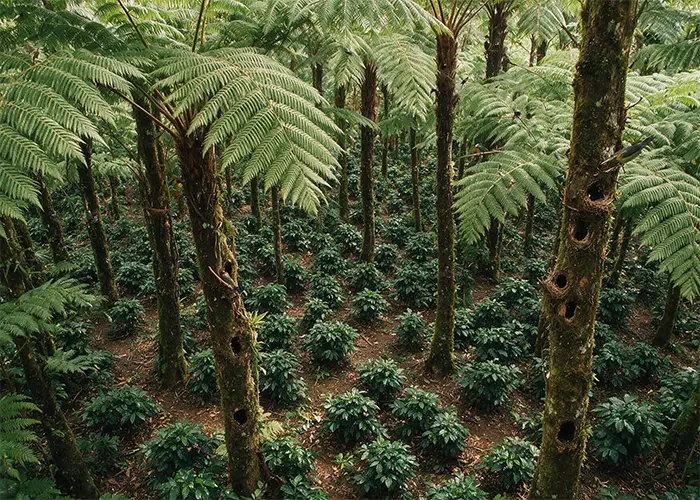 magnific_birdfriendly-coffee-field_yi9IXH7PW9 copy