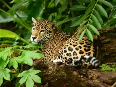 Belize Beyond the Beach: Cultural and Nature Experiences Worth the Trip