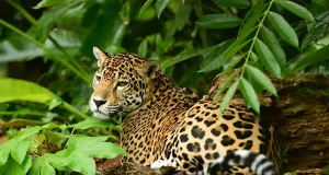 Belize Beyond the Beach: Cultural and Nature Experiences Worth the Trip