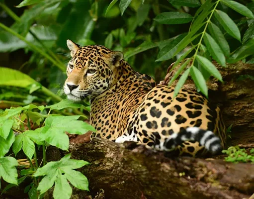Belize Beyond the Beach: Cultural and Nature Experiences Worth the Trip
