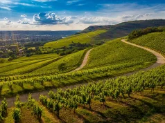 12 Hands-On Ways to Explore Cognac from Harvest to Distillation Season