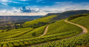 12 Hands-On Ways to Explore Cognac from Harvest to Distillation Season