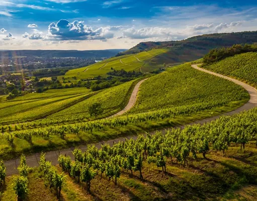 12 Hands-On Ways to Explore Cognac from Harvest to Distillation Season