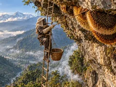 Nepal’s Honey Hunters: Inside the Twice-Yearly Harvest in the Lamjung Cliffs