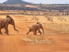 5 African Wildlife Encounters Worth Planning a Whole Trip Around