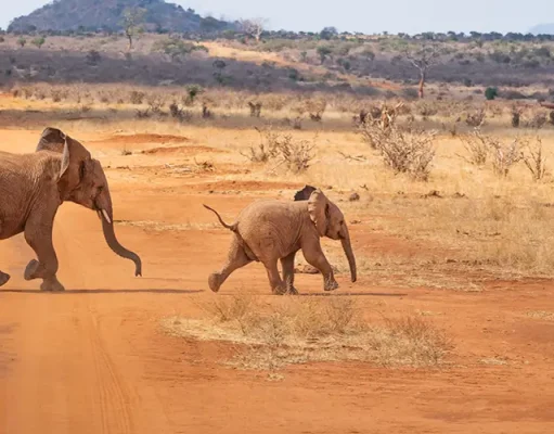 5 African Wildlife Encounters Worth Planning a Whole Trip Around