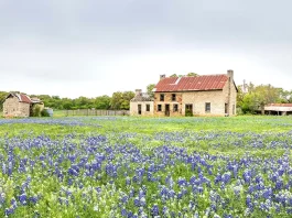 A field of bluebonnets in front of an old stone farmhouse with a rusted tin roof