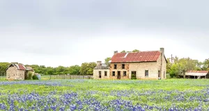 How to Read a Texas Vacation Rental Listing A field of bluebonnets in front of an old stone farmhouse with a rusted tin roof