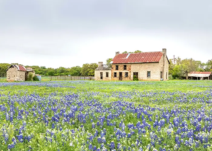 A field of bluebonnets in front of an old stone farmhouse with a rusted tin roof
