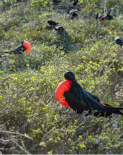 Male great frigatebirds (Fregata minor) with red gular pouches expanded, displaying  Females sitting on nests, on Genovesa Island, Galapagos 