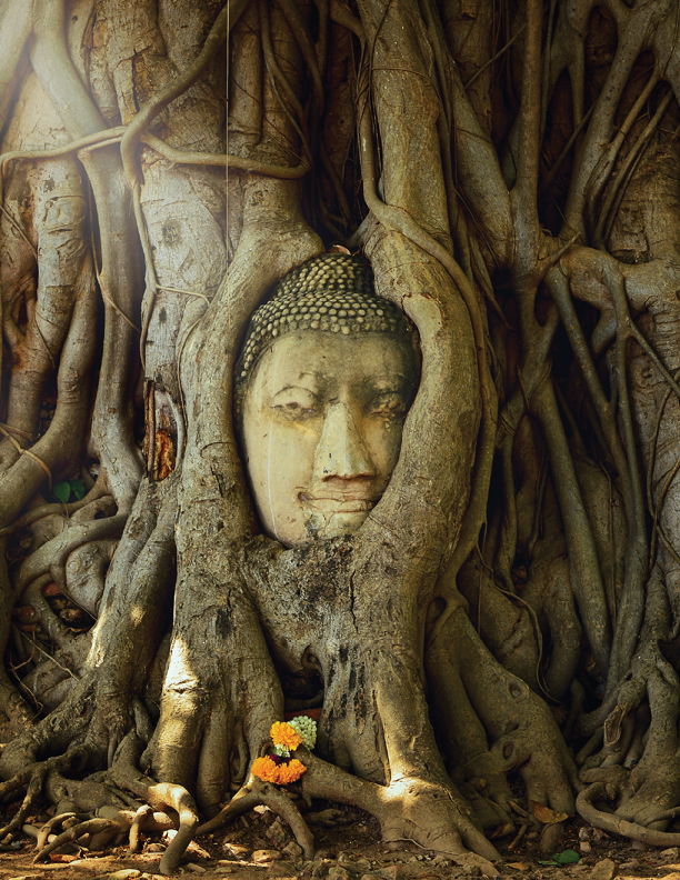 Amazing sand stone buddha head in tree root in Mahathat temple, Ayutthaya, Thailand, UNESCO,Thailand temple