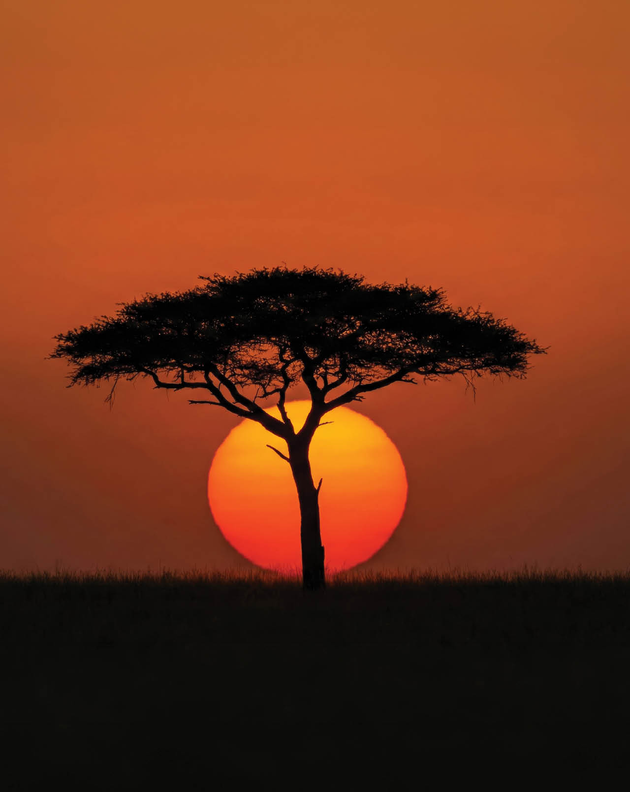 A tree with a sunset in the background. Description generated by AI