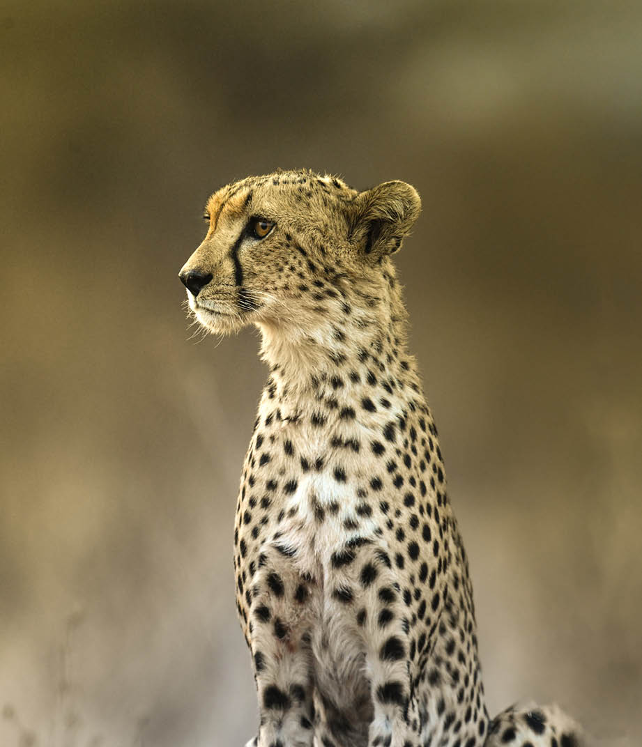 A cheetah stands in a field with its head up. Description generated by AI