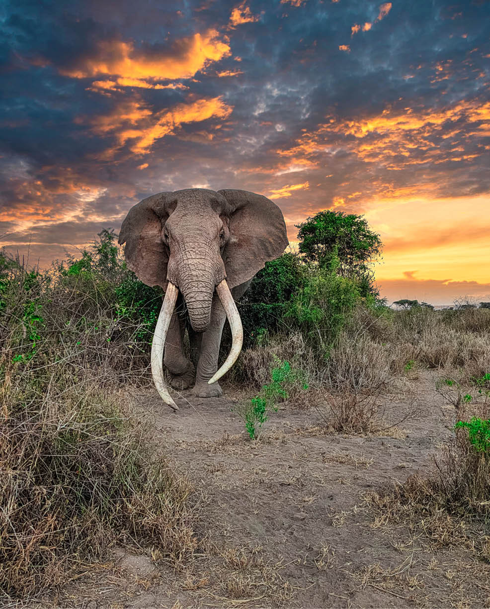 An elephant with a long tusk standing in a field. Description generated by AI