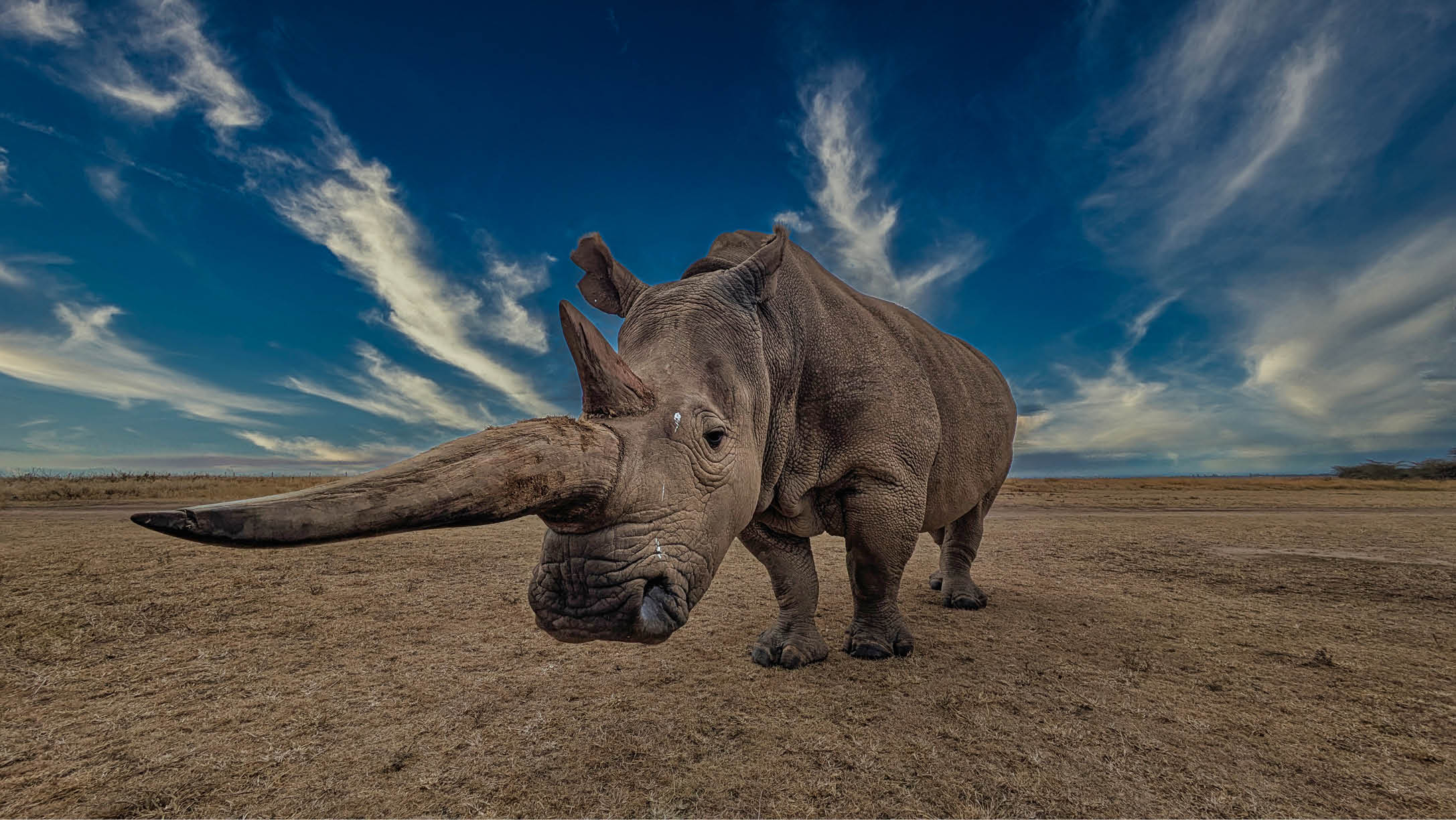 A rhino with its head down. Description generated by AI