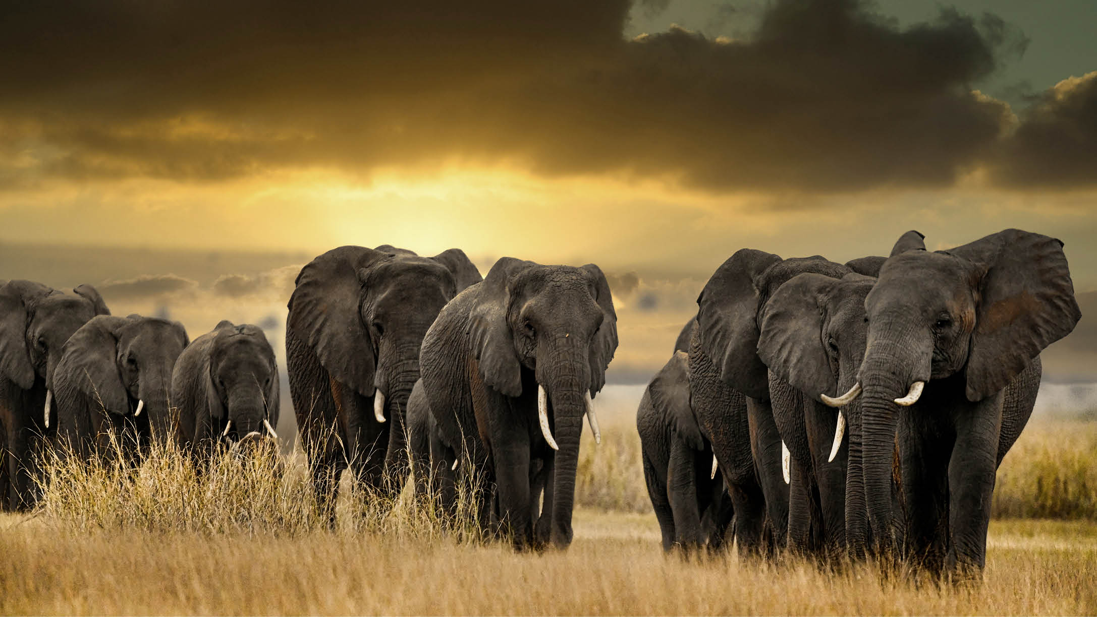 A herd of elephants walking in a field. Description generated by AI