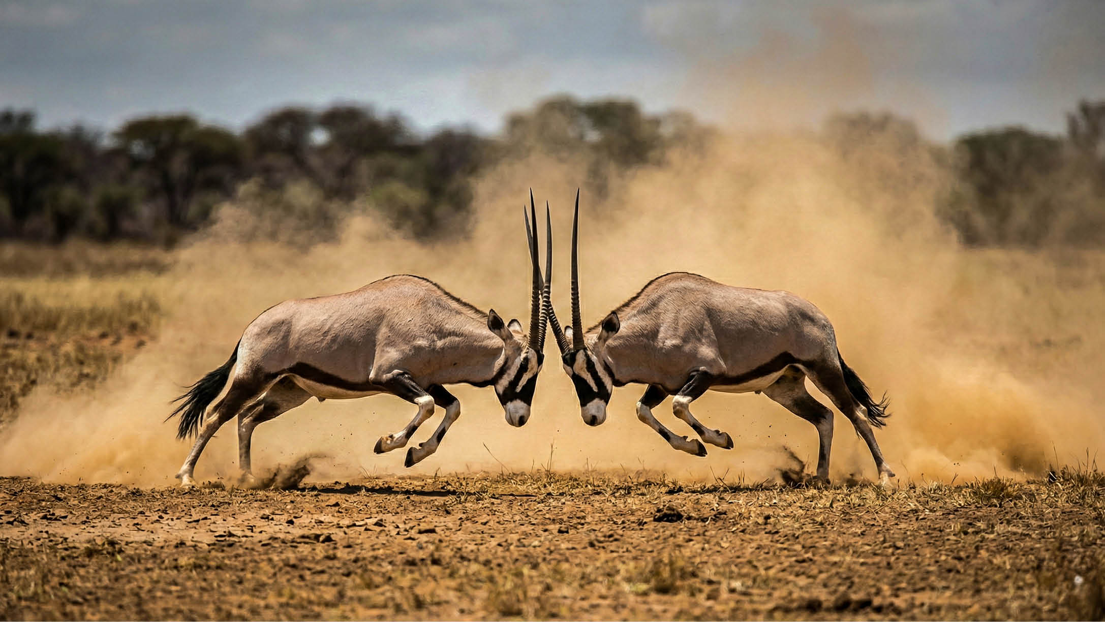 Two zebras are fighting in a dusty field. Description generated by AI