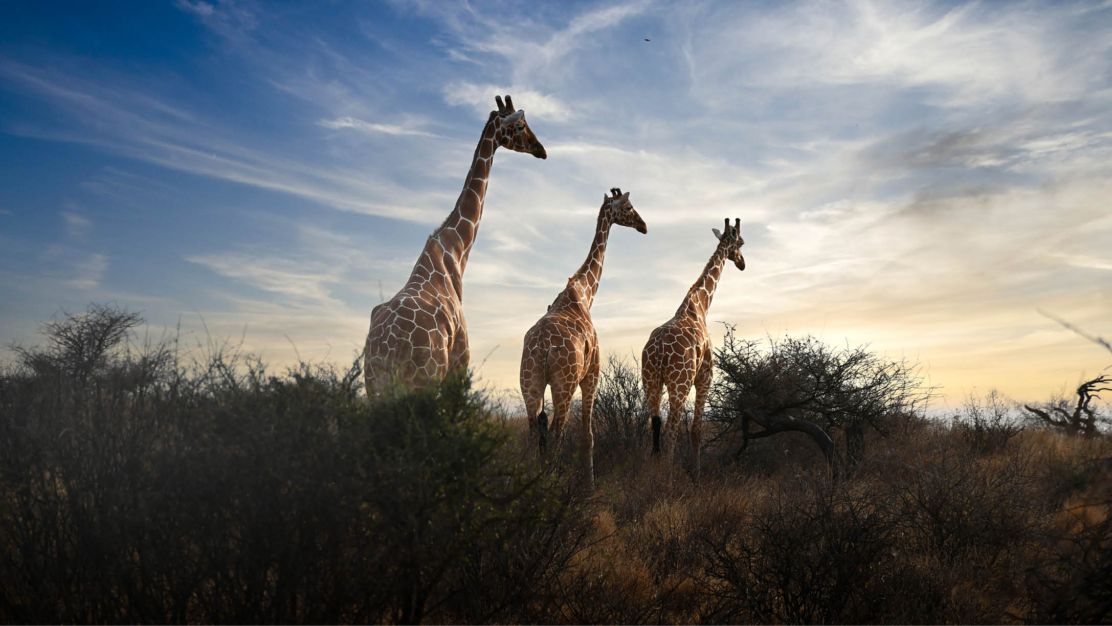 Three giraffes standing in a field. Description generated by AI