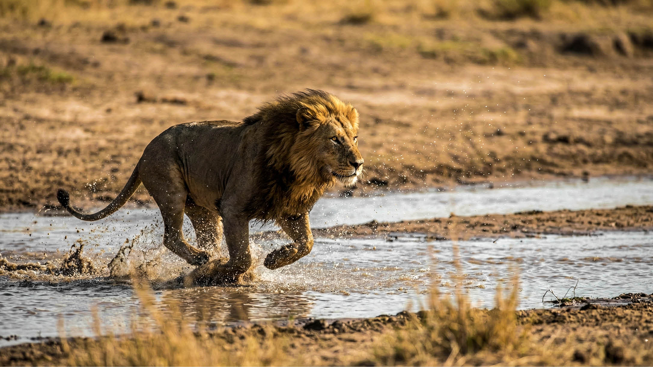 A lion is walking through a muddy waterway. Description generated by AI