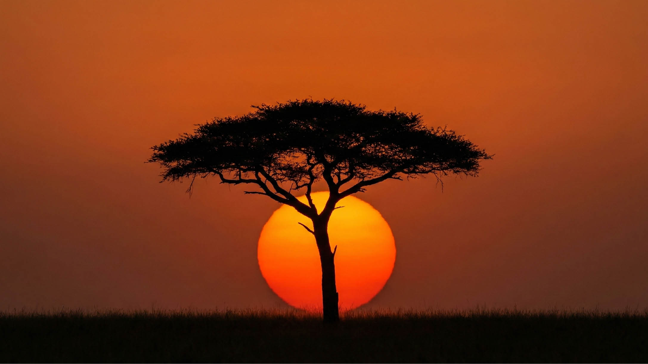 A tree with a sunset in the background. Description generated by AI