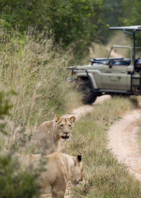 A lion and a lioness are walking down a dirt road. Description generated by AI