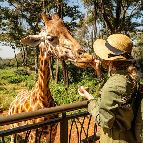 A woman is petting a giraffe. Description generated by AI