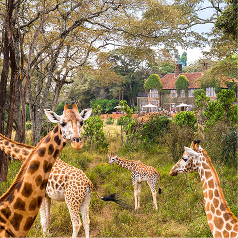A group of giraffes in a field. Description generated by AI