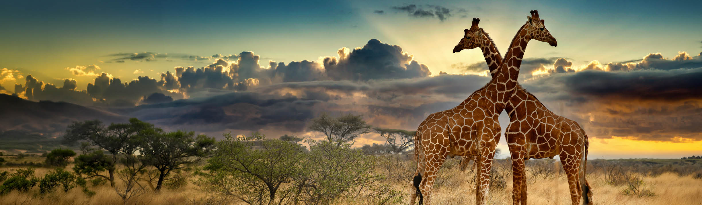 Two giraffes standing in a field. Description generated by AI