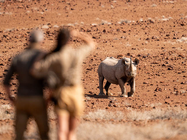 Desert Rhino Camp