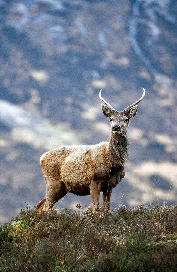 RED DEER STAG IN GLEN COE (GLENCOE), HIGHLAND. PIC: P.TOMKINS/VisitScotland/SCOTTISH VIEWPOINT Tel: +44 (0) 131 622 7174  Fax: +44 (0) 131 622 7175 E-Mail : info@scottishviewpoint.com This photograph cannot be used without prior permission from Scottish Viewpoint. 