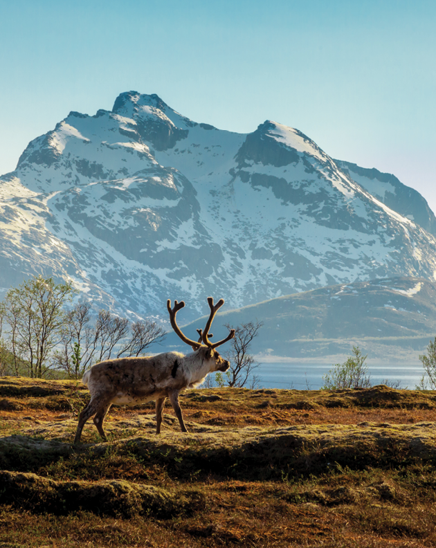 A reindeer on a background of the mountains