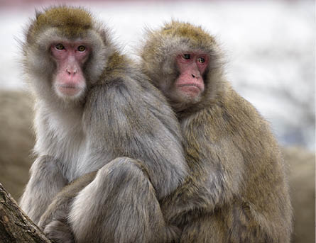 Two Japanese macaques huddling at the Cincinnati Zoo 